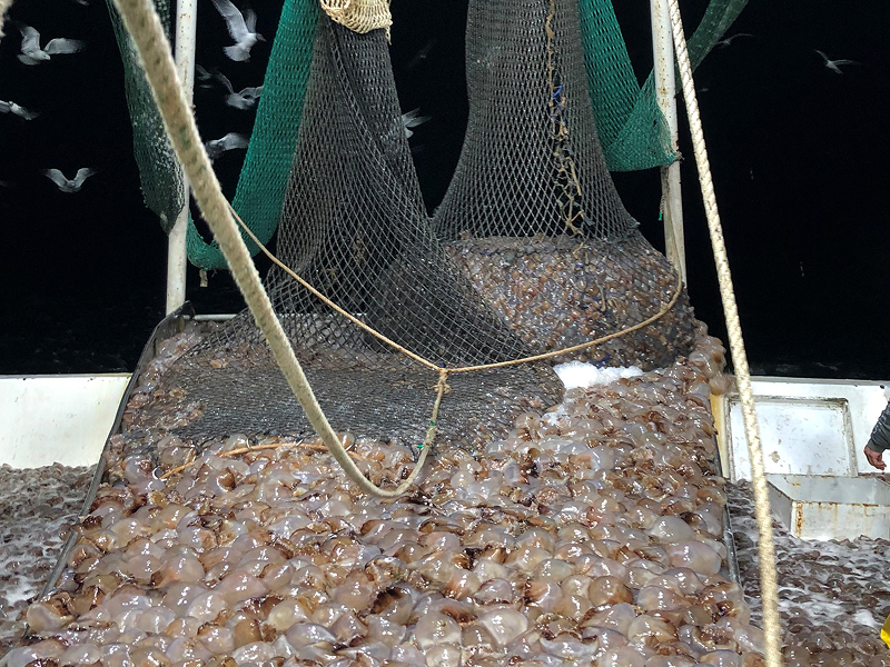 Jellyfish in a fishing net