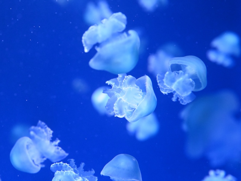 Group of cannonball jellyfish